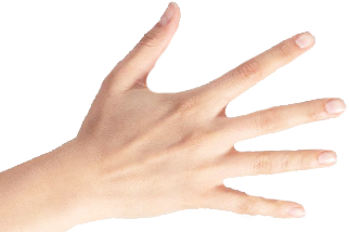 Hand & Fingers